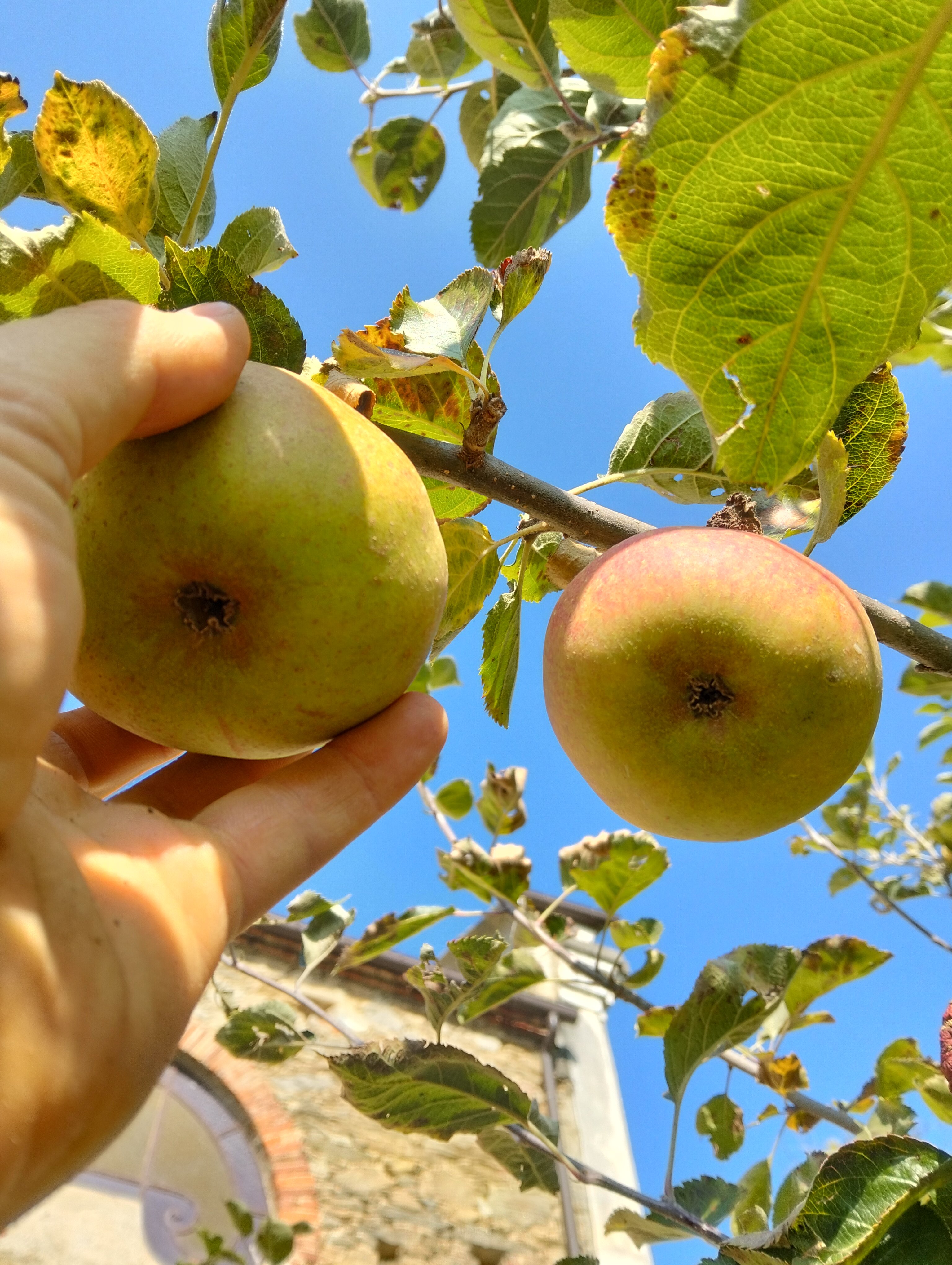 Nella vecchiaia daranno ancora frutti (Sal 92,15)